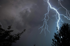 κεραυνος, δεντρα