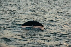 οι επιστήμονες τονίζουν ότι δεν υπάρχει κανένας οριστικός λόγος πίσω από το φαινόμενο
