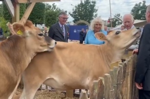 «Παιχνιδιάρικες» αγελάδες καβάλησαν η μία την άλλη μπροστά στη βασίλισσα Καμίλα (Βίντεο)
