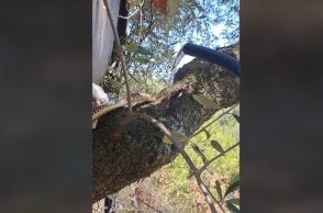 φιδι, δεντρο, νερο