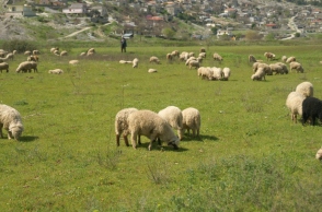 λιβαδι, προβατα, βοσκος