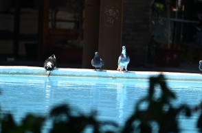 περιστερια πινουν νερο