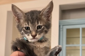 Σπέτσες: Στην Αμερική η «Σπέτσι», το γατάκι που πνιγόταν στη θάλασσα και σώθηκε από την τουρίστρια