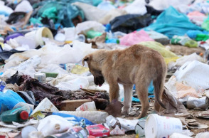 Κουτάβι στη χωματερή Ξάνθης, το καλοκαίρι του 2023, όταν πήγαν τα «Αδεσποτούλια»