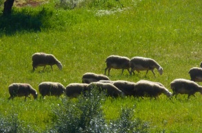 Κρούσμα πανώλης σε αιγοπρόβατο στην Κόρινθο - Σύσκεψη στην Περιφερειακή Ενότητα