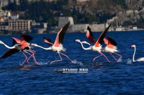 Δώδεκα πανέμορφα φλαμίνγκο χάρισαν μοναδικό θέαμα στο Ναύπλιο 