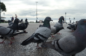 περιστερια, παραλια Θεσσαλονικης