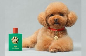 Fefé by Dolce & Gabbana: Το νέο άρωμα για σκύλους κοστίζει $100