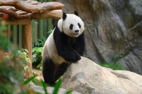 αρκουδα παντα