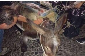 Σαντορίνη: Kαταγγελία για εξαντλημένο γαϊδουράκι που κατέρρευσε από το βάρος του φορτίου