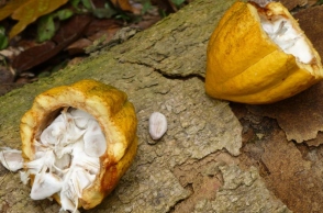 κοκκοι κακαο