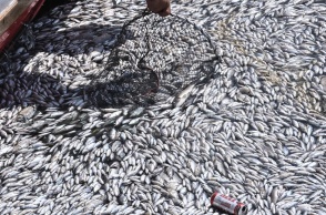 Νεκρά ψάρια στα νερά του Βόλου
