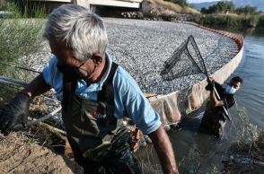 Ψαράδες μαζεύουν νεκρά ψάρια στον Παγασητικό