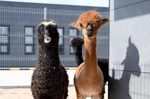 Aμάξι με καγκουρό, αλπακά και παπαγάλους πιάστηκε στα ελληνοτουρκικά σύνορα 