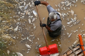 Βόλος: Καθαρός από τα νεκρά ψάρια ο Ξηριάς - Ολοκληρώθηκε η γιγάντια επιχείρηση απομάκρυνσής τους