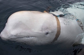 λευκή φάλαινα