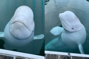 Η λευκη φάλαινα «Χβάλντιμιρ