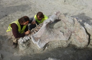 απολιθώματα δεινοσαύρου