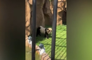 Ζωολογικός κήπος στην Κίνα έβαψε σκύλους και τους παρουσίασαν ως πάντα