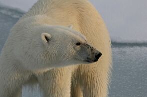 Ισλανδία: Μια σπάνια πολική αρκούδα εμφανίστηκε στις ακτές της και η αστυνομία την πυροβόλησε
