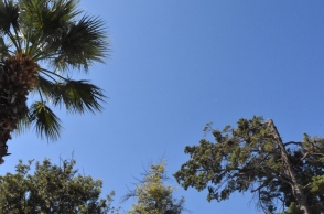 ουρανος, δεντρα