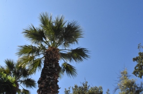 ουρανος,  δεντρα