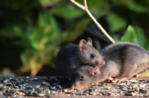 2 αρουραιοι