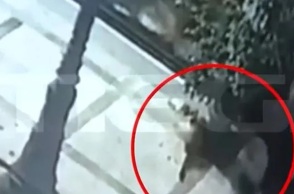 Πρόστιμο 100.000 ευρώ στον άνδρα που σκότωνε αδέσποτα ζώα στον Βόλο