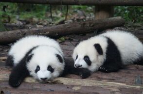 Νεογέννητα πάντα ανοίγουν τα μάτια τους για πρώτη φορά 