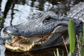 Αλιγάτορας 