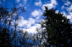 ουρανος, συννεφα, δεντρα