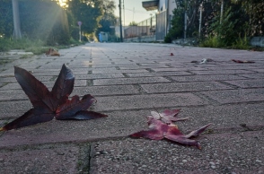 Φύλλα του δέντρου Λικιδάμβαρη
