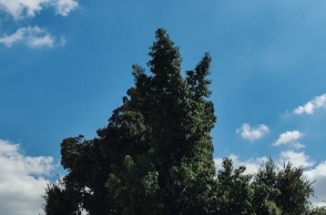 ουρανος, δεντρα