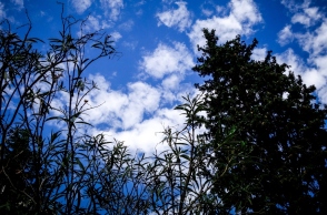 ουρανος, συννεφα, δεντρα