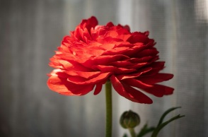 Εορτολόγιο: Σήμερα 21 Οκτωβρίου 2024 γιορτάζει…