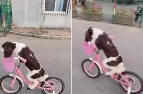 Σκύλος...ποδηλάτης κλέβει την παράσταση στα social media