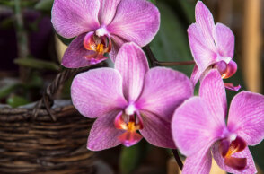 10 Φυτά εσωτερικού χώρου για τον χειμώνα