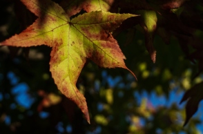 Καιρός: Ηλιοφάνεια την Τρίτη με λίγες αραιές νεφώσεις