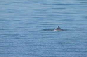 28η Οκτωβρίου: Και τα δελφίνια του Θερμαϊκού «παρελαύνουν» στη Θεσσαλονίκη