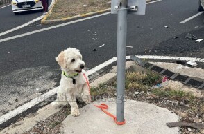 Λαμία: Μηνύματα από όλη την Ελλάδα για το σκυλάκι μετά το χαμό του αφεντικού του σε τροχαίο