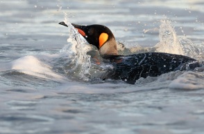 Πιγκουίνος κολύμπησε πάνω από 3.500 χιλιόμετρα από την Ανταρκτική στην Αυστραλία