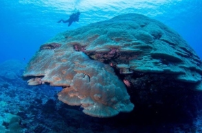 κοραλλι, δυτης, θαλασσα