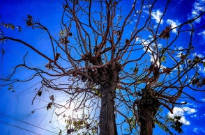 ουρανος, δεντρα