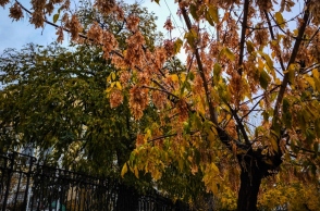 δεντρα, φυλλα