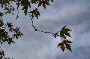 δεντρο, φυλλα, ουρανος, συννεφα