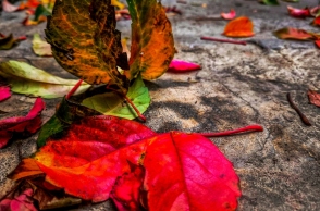 φθινοπωρινά φύλλα