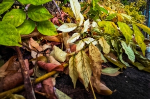 φθινοπωρινά φύλλα