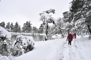 χιονια, δασος