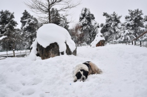 χιονια, δασος, σκυλος