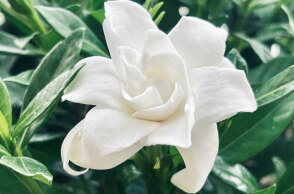 Φυτά του χειμώνα και πως να τα προστατεύσετε από το κρύο